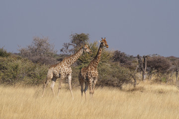 Namibia - Giraffe im Etoscha Nationalpark - Giraffa camelopardalis,