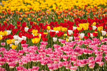 Lots of tulips in different colors in a botanical garden