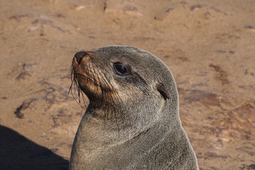 Obraz premium Namibia - Südafrikanische Seebären am Cape Cross