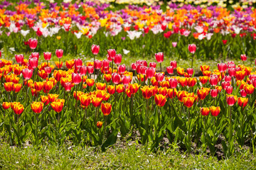 Fototapeta premium Lots of tulips in different colors in a botanical garden