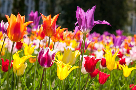 Lots of tulips in different colors in a botanical garden