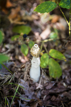 Stinkhorn Fungus