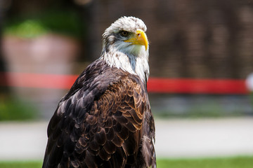 Adler - Greifvogel
