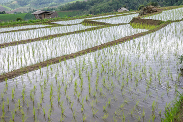  rice terraces In the rural mountain