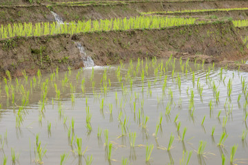 Fototapeta na wymiar rice terraces In the rural mountain