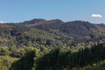 Fototapeta na wymiar Landschaft im Schwarzwald