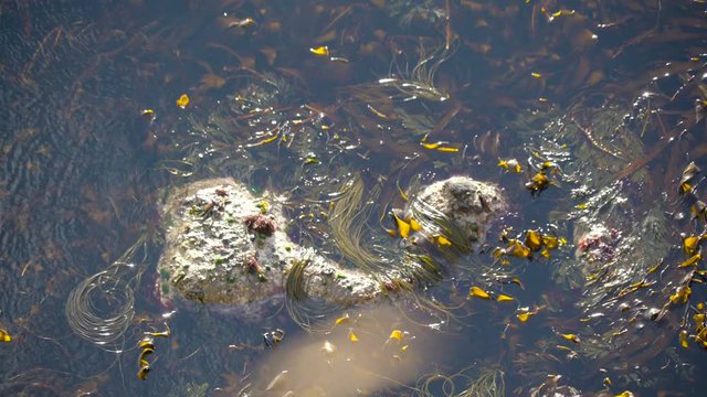 A dirty part of the river with floating objects its like a floating rotten object with leaves and plants floating on the water