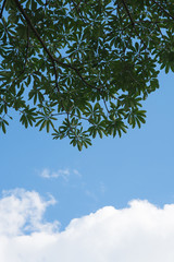 Photo of green leaves against clouds