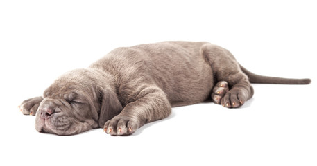 Sleeping young puppie italian mastiff cane corso (1 month) 