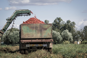 Cosecha, limpieza y selección de tomate en el campo. Cosechando tomate en el campo. Cosechadora...