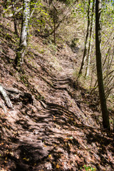 Fototapeta premium sunny tourist trail in the woods in autumn