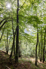sunny tourist trail in the woods in autumn