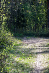 sunny tourist trail in the woods in autumn