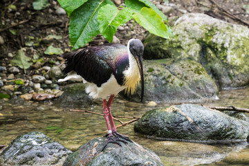 Strohhalsibis - Threskiornithinae