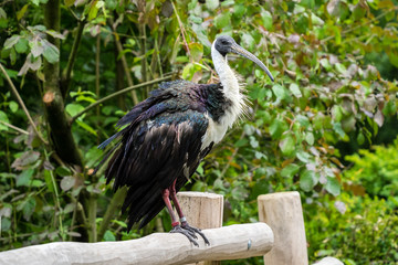 Strohhalsibis - Threskiornithinae