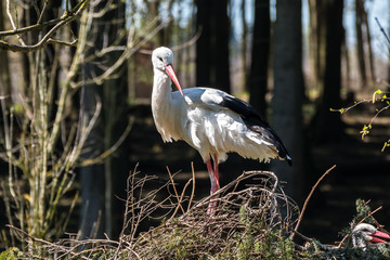 Weißstorch - Ciconia ciconia