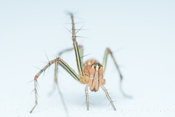 Lean lynx spider, Oxyopes macilentus (Family: Araneae, subfamily: Oxyopidea) raising leg