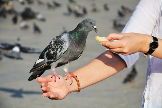 Doves on a hand in Venice, Italy, Europe