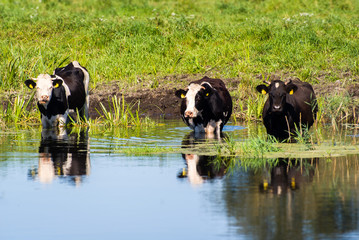 Podlaskie safari © podlaski49