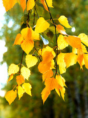 Fototapeta na wymiar yellow birch leaves in autumn highlighted by sun
