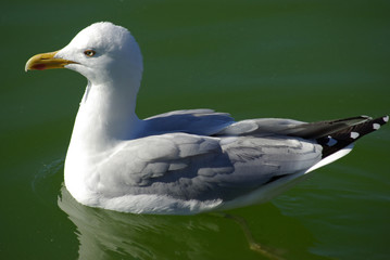 Goéland en été, jardin du Luxembourg Paris