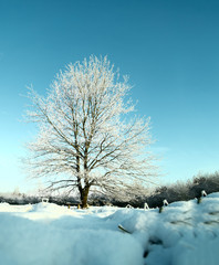 Fototapeta na wymiar Frozen tree on winter field and blue sky.Toning image.