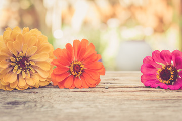 Bunte Zinnien und rustikales Holz, Hintergrundgrafik