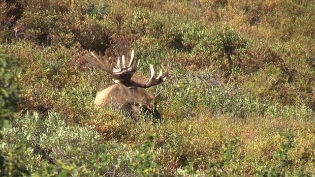 Alaska Yukon Bull Moose in Velvet Bedded
