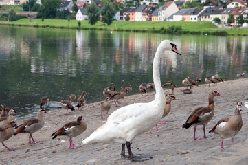 Swan and ducks standing near the river in Luxembourg city Wasserbillig.