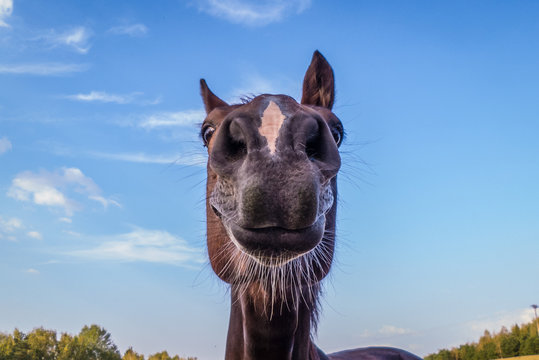 lustiges Pferd - witziges Portr&auml;t / funny horse