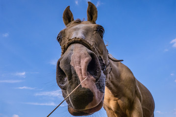 lustiges Pferd - witziges Porträt / funny horse
