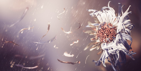 faded dry flower with falling petals on a wind