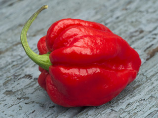 Carolina Reaper or HP22B Cilli Pepper is the world's hottest pepper.