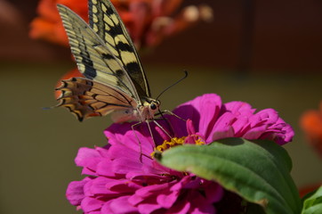 Closeup butterfly on flower

