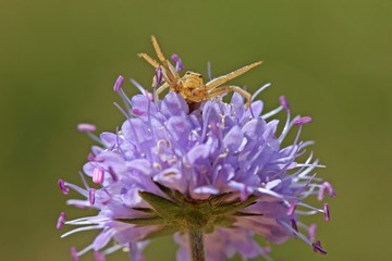 Drohende Braune Krabbenspinne auf Teufelsabbiss