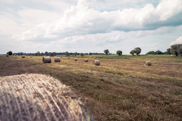 Straw bales / Straw bales in a field
