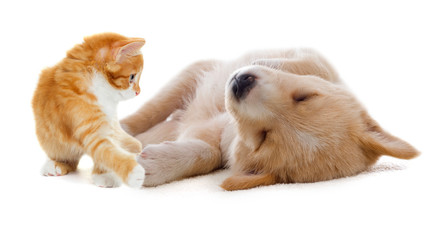puppy and kitten together