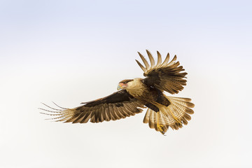 Crested Caracara landing with primary feathers and tail feathers spread