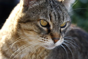 wilde Katze in Spanien