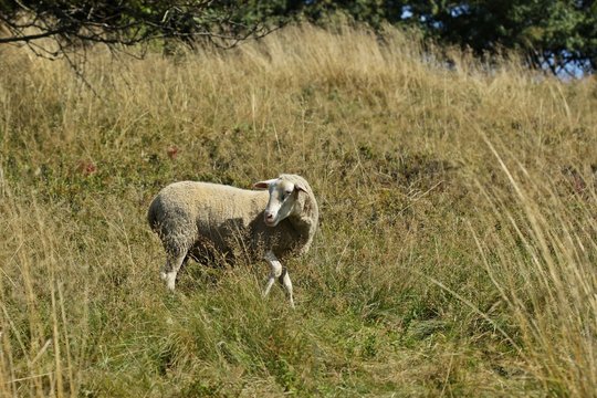 Weißes Schaf auf der Weide