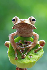Eared frog, tree frog