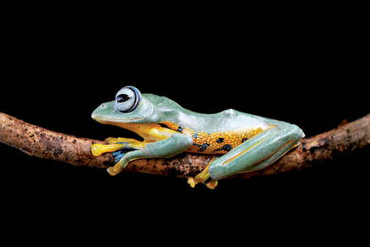 Tree frog, alone, in the dark