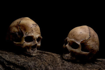 Still life awesome couple human skulls on the timber