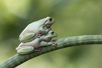 Dumpy frog, frog, tree frog