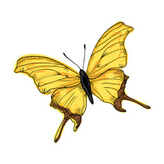 beautiful butterfly  with yellow wings. draw design. vector illustration