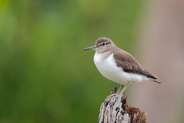 Common Sandpiper sitting on a dead tree trunk observed in Poovar in Kerala