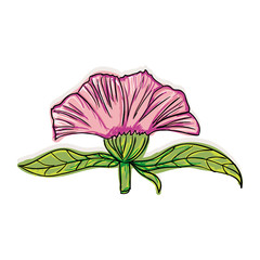 beautiful floral pink blossom. flower plant. vector illustration 