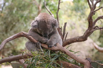Sleeping koala bear in australian sanctuary