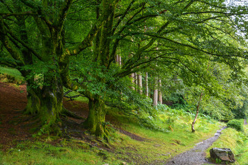 Fototapeta na wymiar Idyllic Path in Glendalough, County Wicklow, Ireland