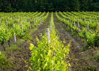 Fototapeta na wymiar Rows of vines in the vineyards of the Republic of Crimea